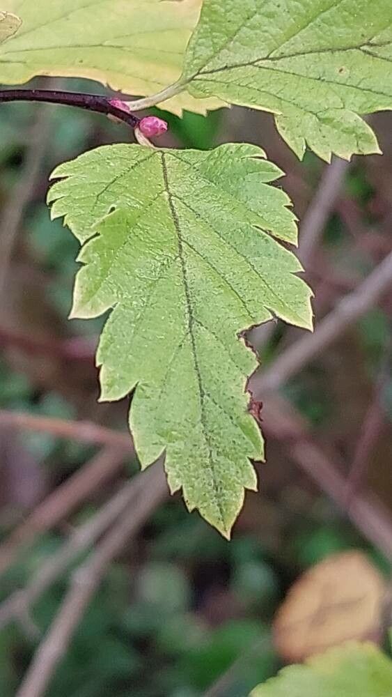 Spiraea nervosa leaf