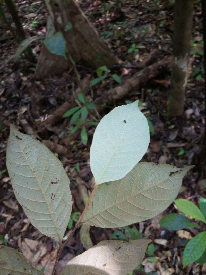 Couepia parillo — houseplant care guide