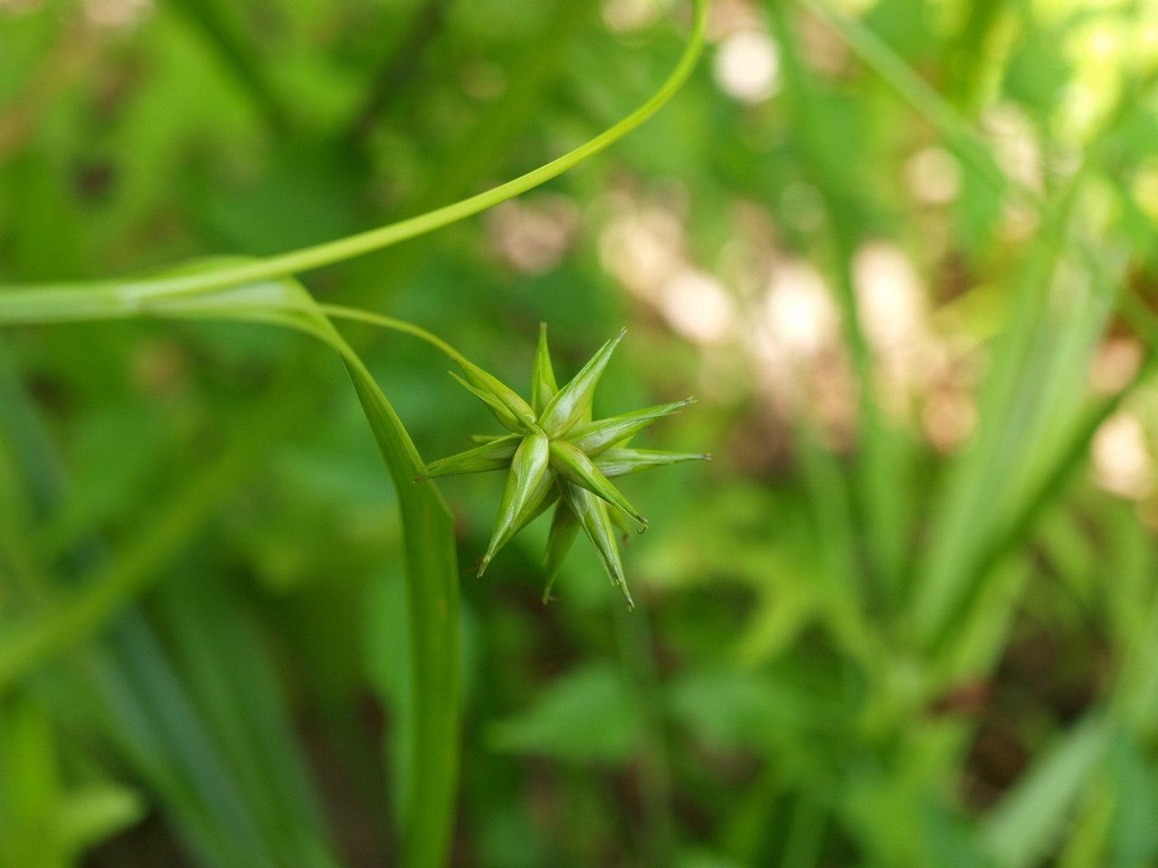 Carex folliculata flower