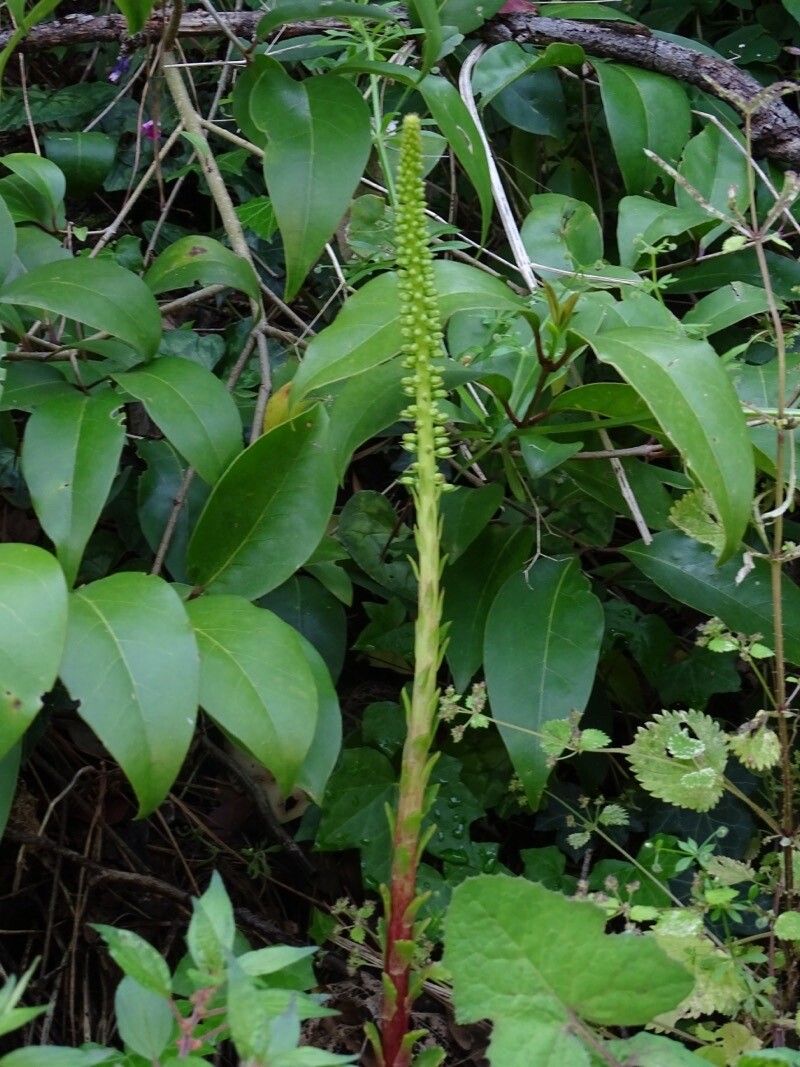 Umbilicus luteus leaf