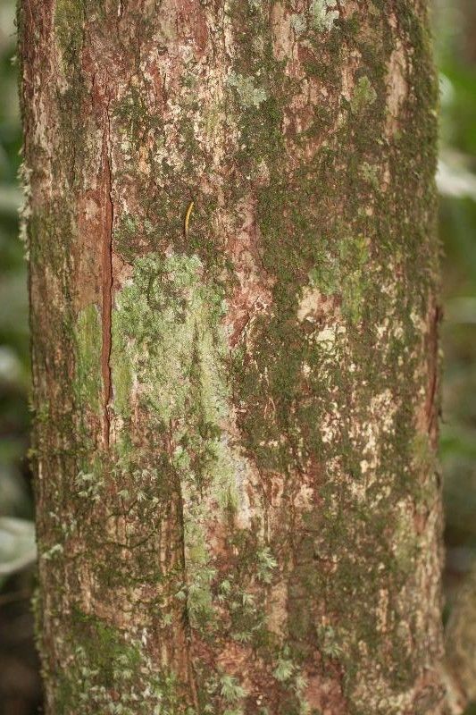 Manilkara bidentata bark