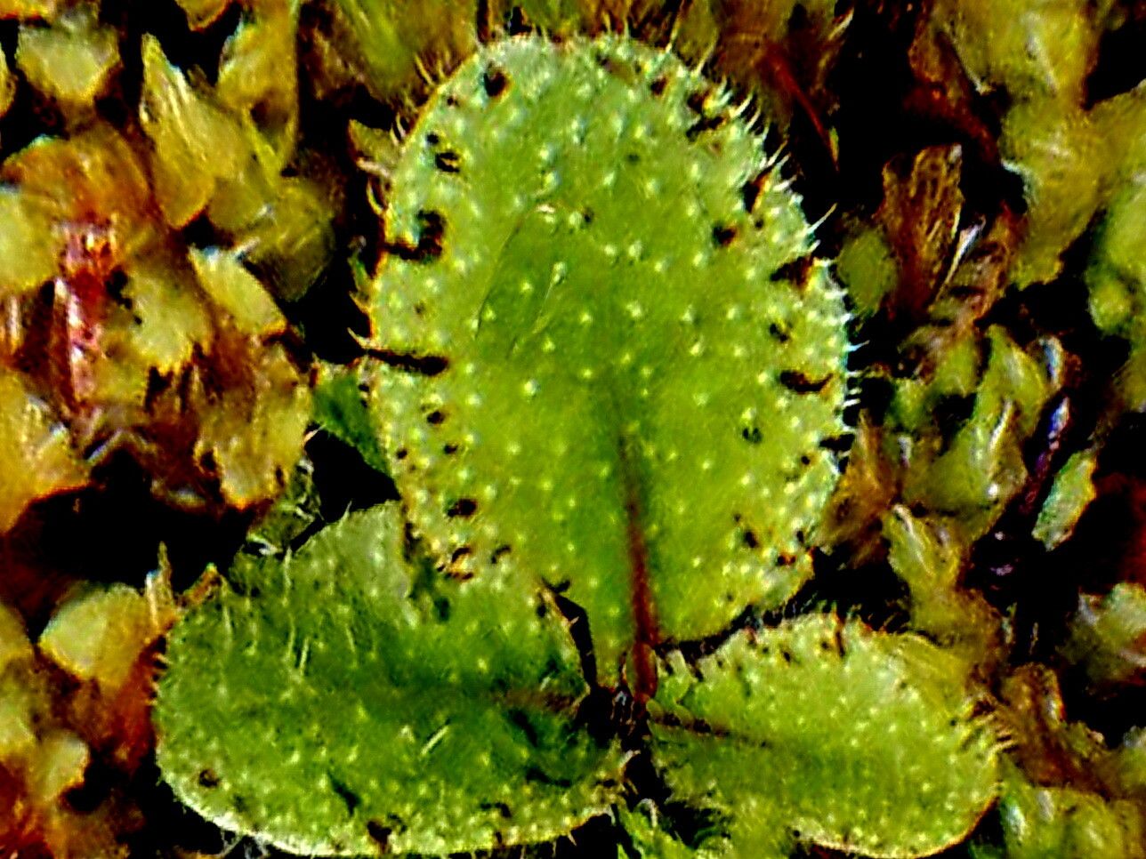 Mazus radicans — houseplant care guide