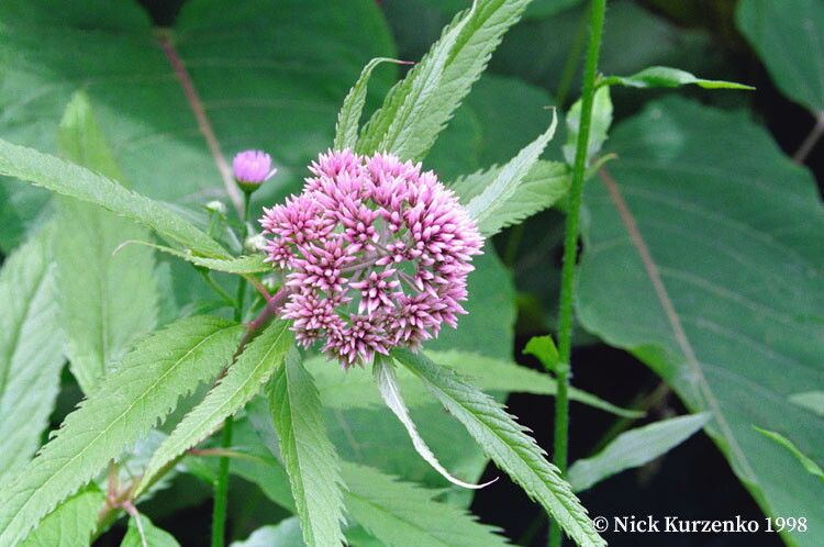 Eupatorium chinense