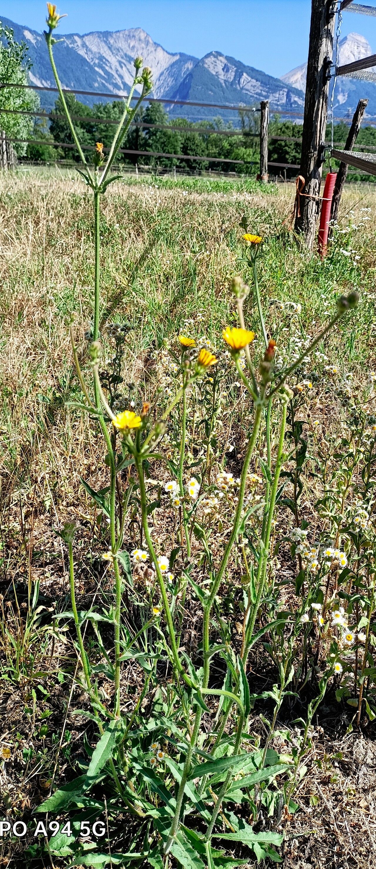 Picris rhagadioloides habit