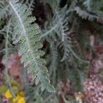 Achillea filipendulina