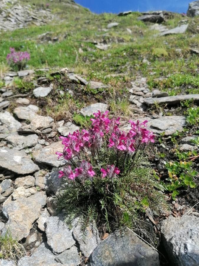 Pedicularis rosea habit