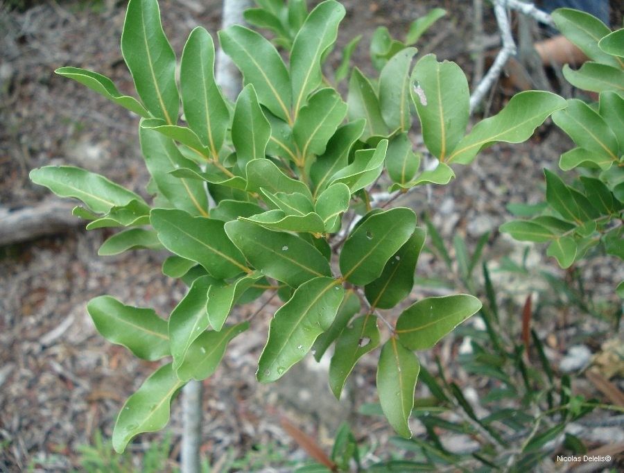 Cupaniopsis globosa habit