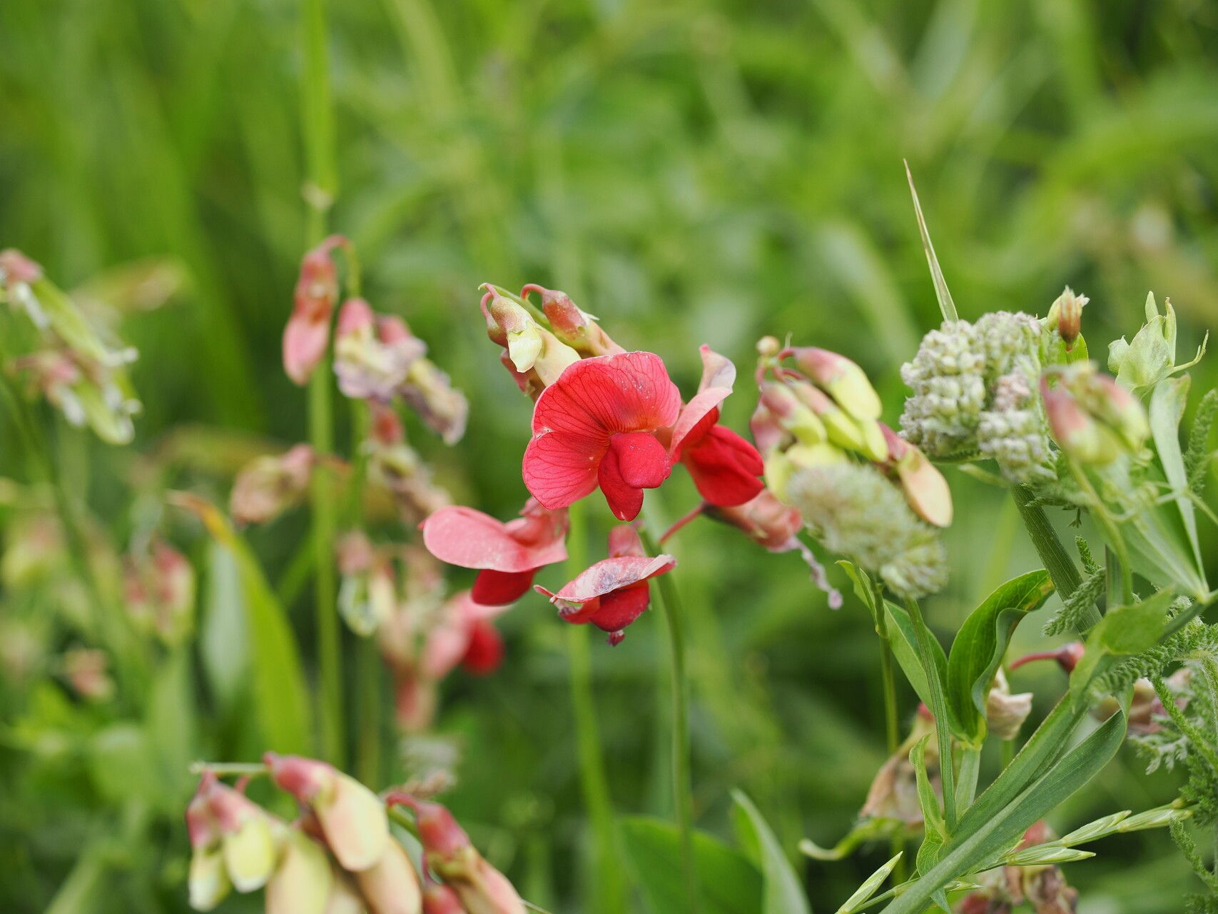 Lathyrus miniatus — search result for 'Lathyrus'