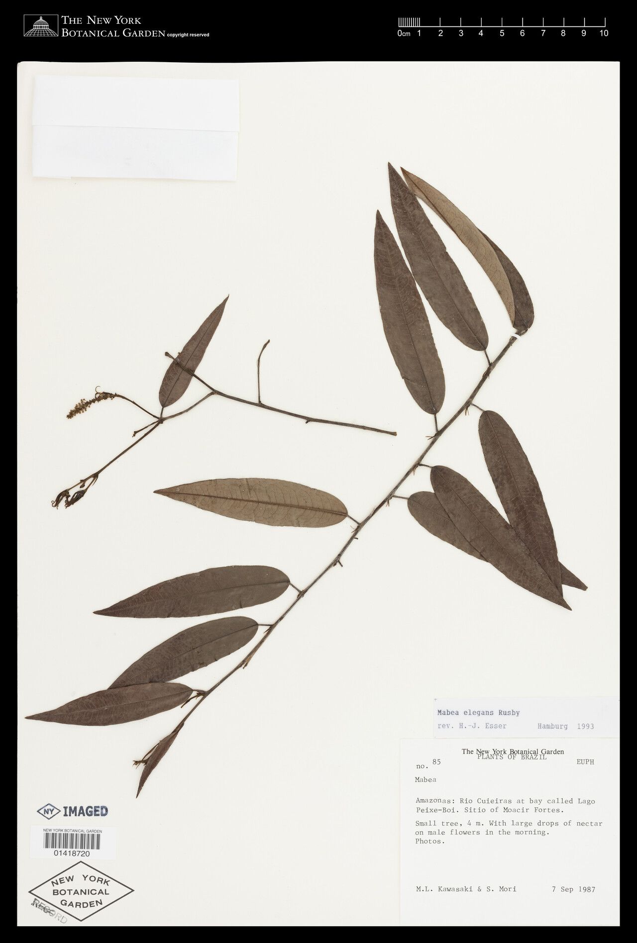 Mabea elegans — related species from the same genus