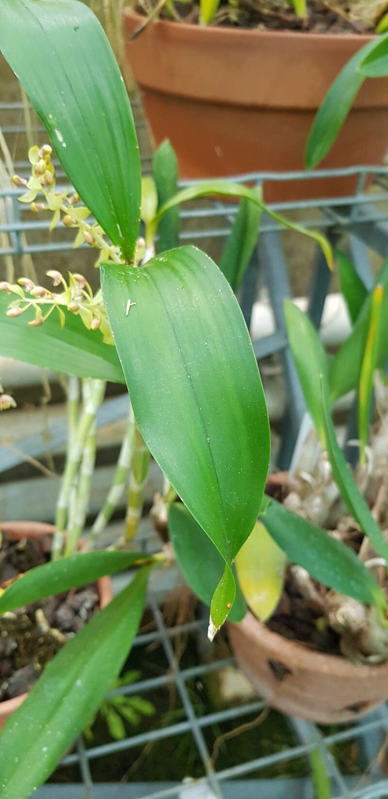 Pinalia amica — related species from the same genus