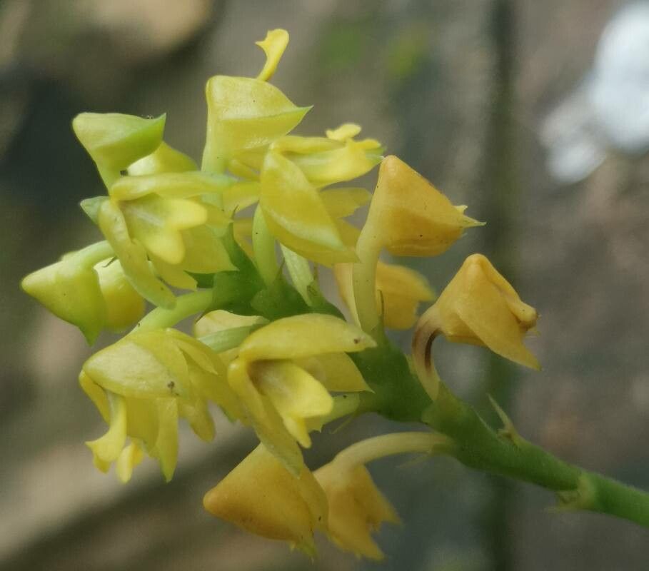 Polystachya pyramidalis — houseplant care guide