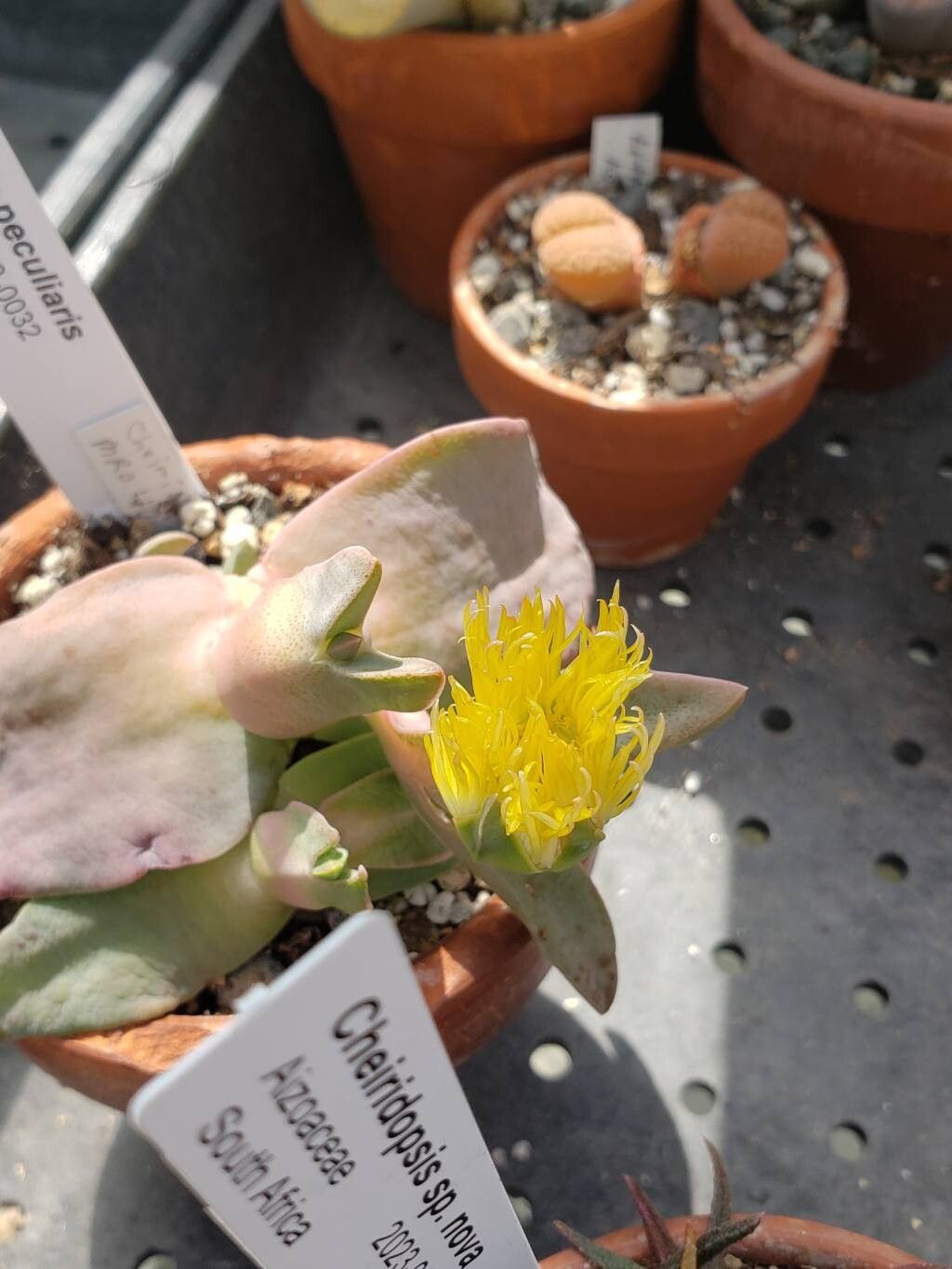 Cheiridopsis peculiaris flower