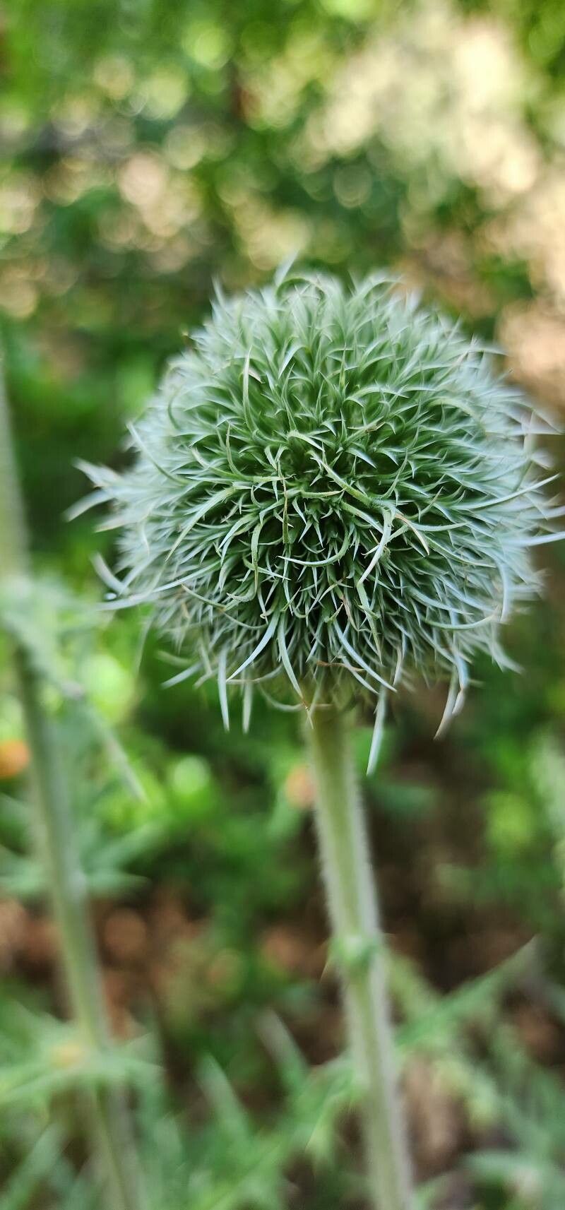 Echinops macrophyllus flower