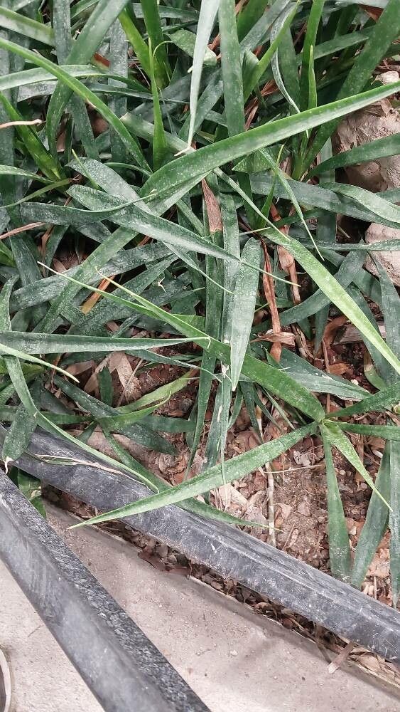 Sansevieria grandicuspis — search result for 'Sansevieria'