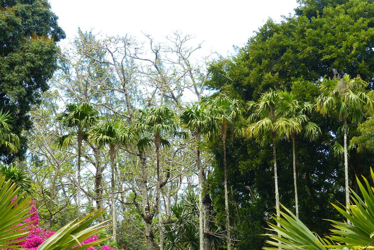 Thrinax radiata — houseplant care guide