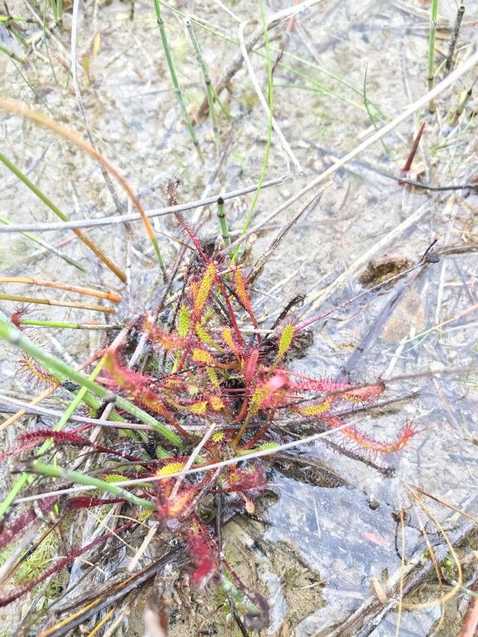 Drosera intermedia flower