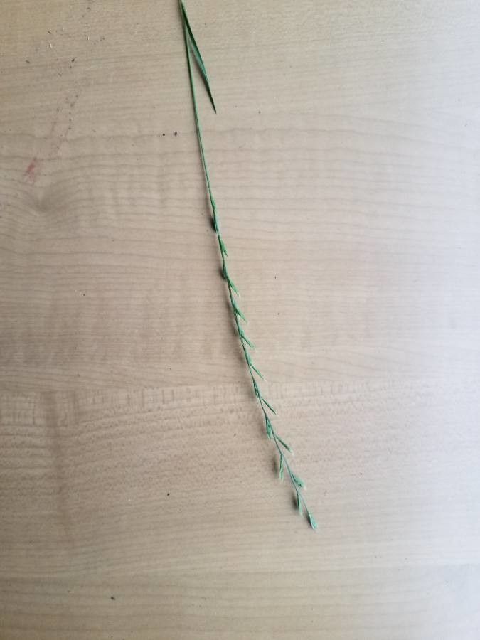 Vulpia unilateralis flower