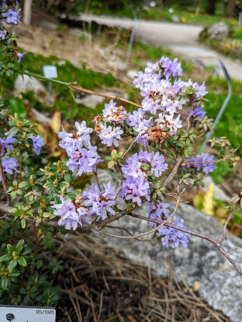 Rhododendron intricatum flower