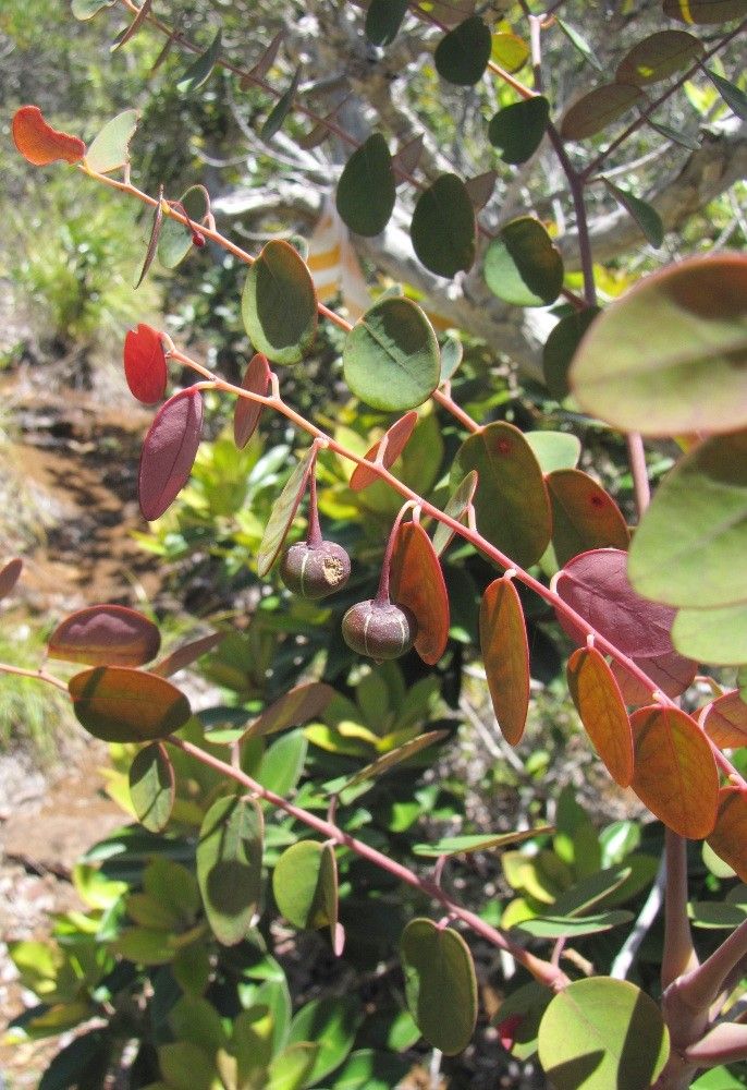 Phyllanthus virgultiramus habit