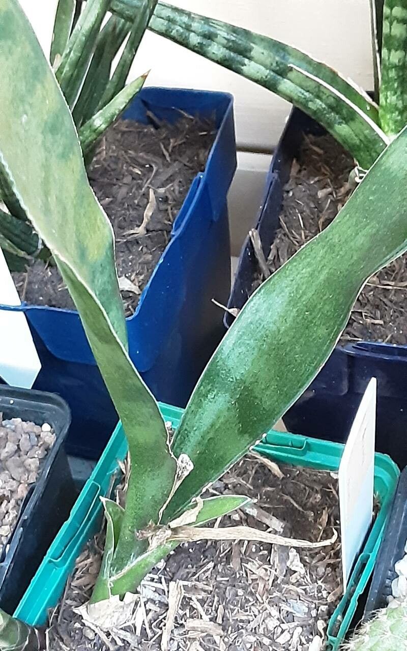 Dracaena dooneri leaf