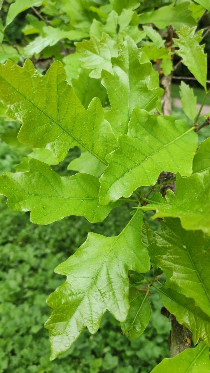 Quercus lyrata leaf