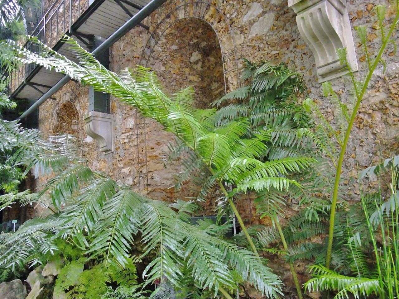 Angiopteris palmiformis habit