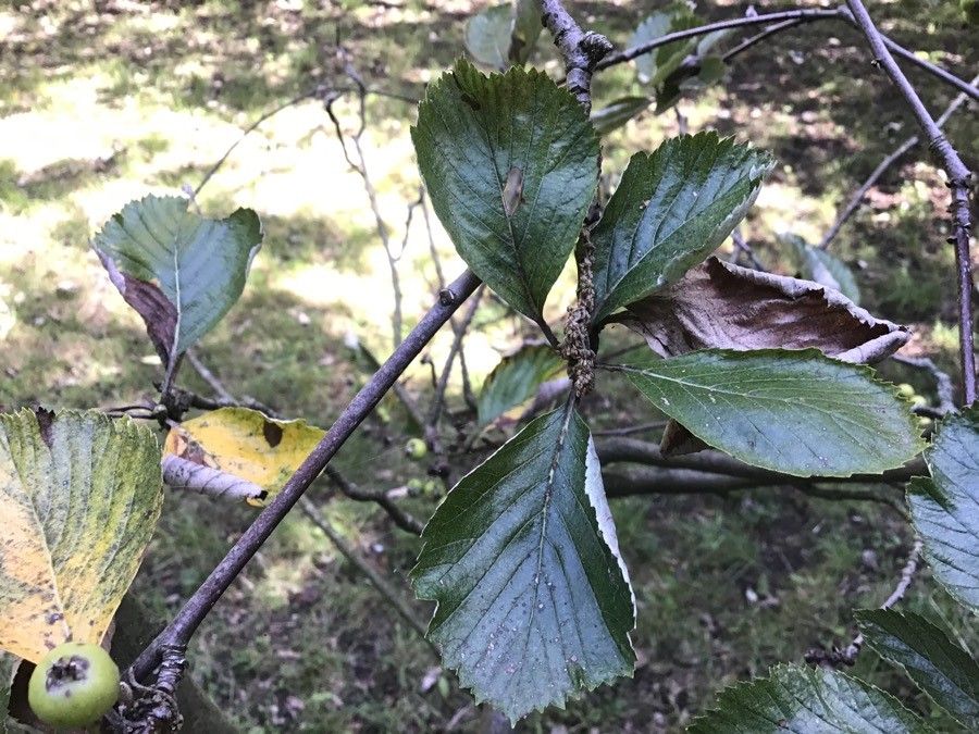 Sorbus lancastriensis — houseplant care guide