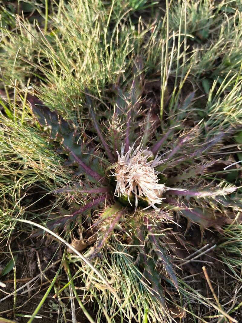 Cirsium esculentum flower