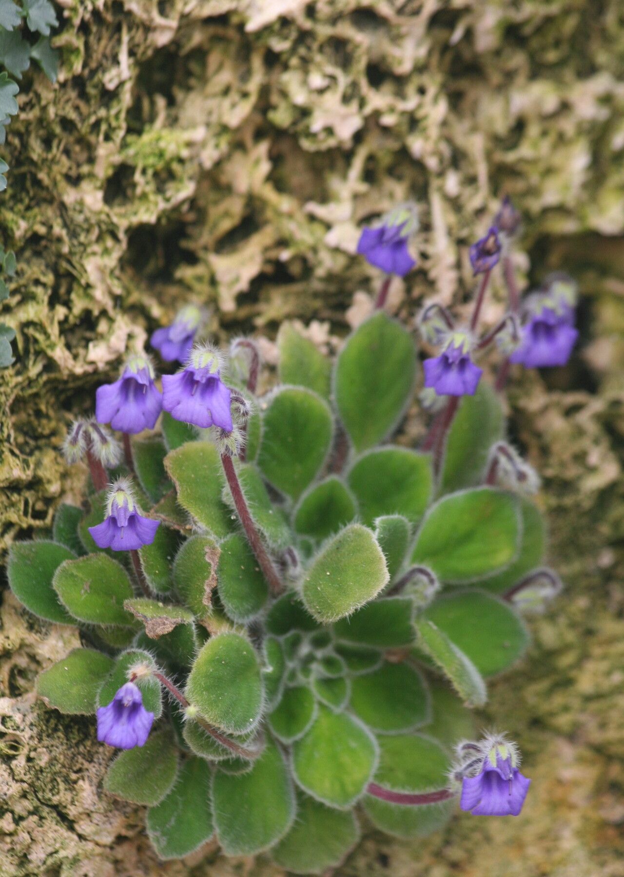 Petrocosmea cavaleriei — related species from the same genus