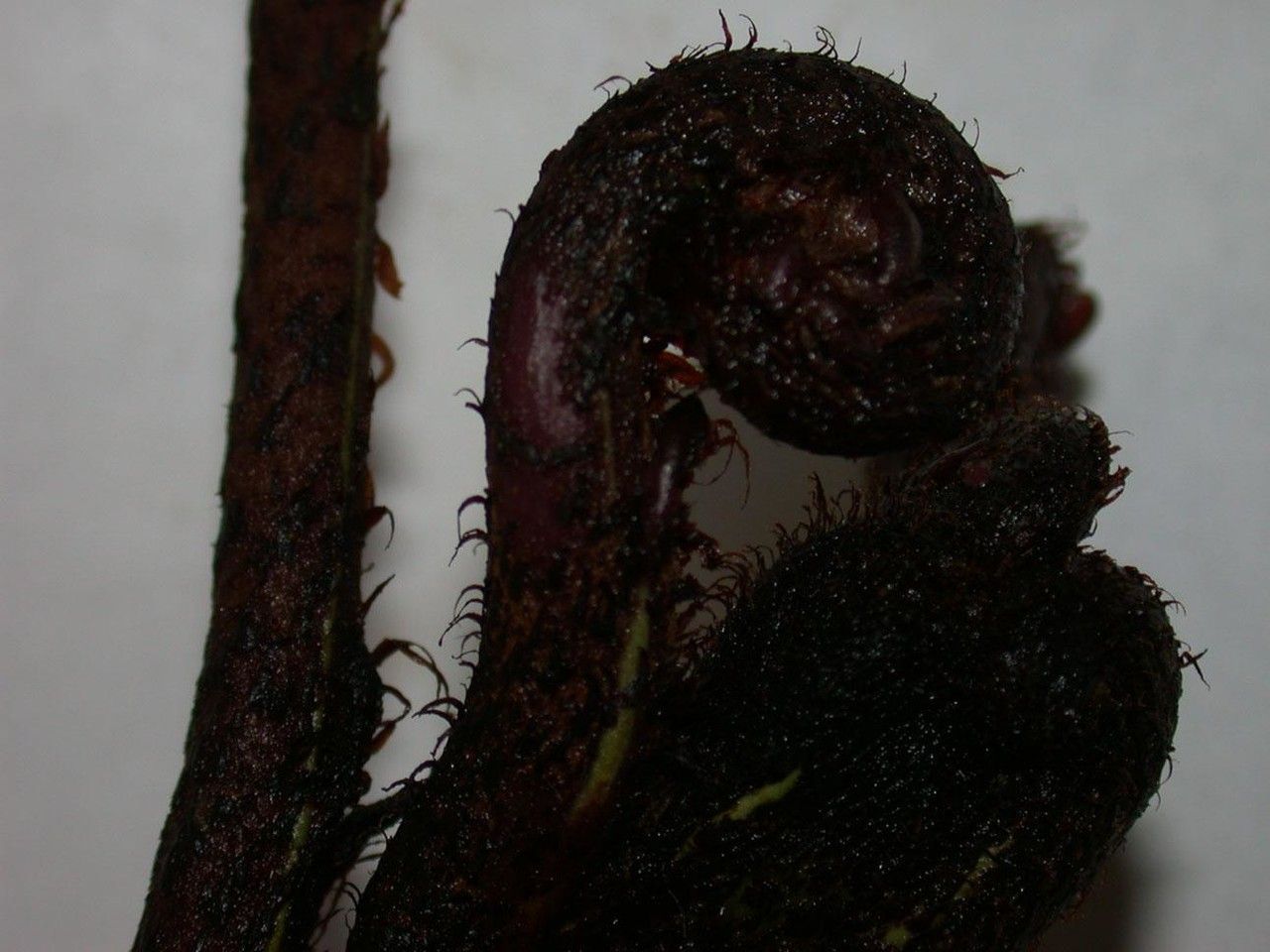 Lomariopsis japurensis — houseplant care guide