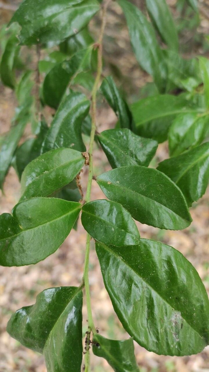 Visnea mocanera leaf