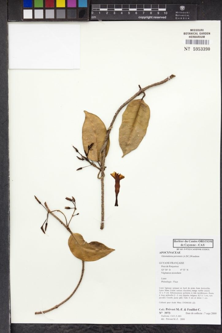 Odontadenia perrottetii other