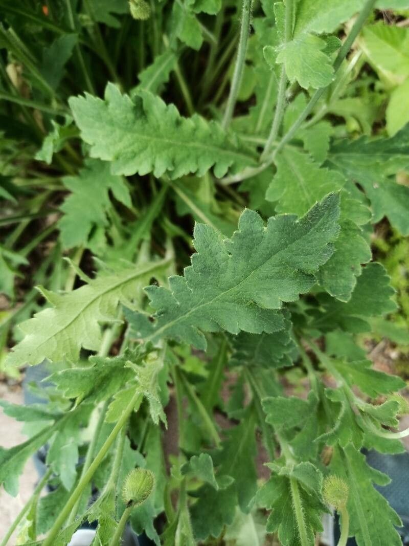 Papaver atlanticum leaf