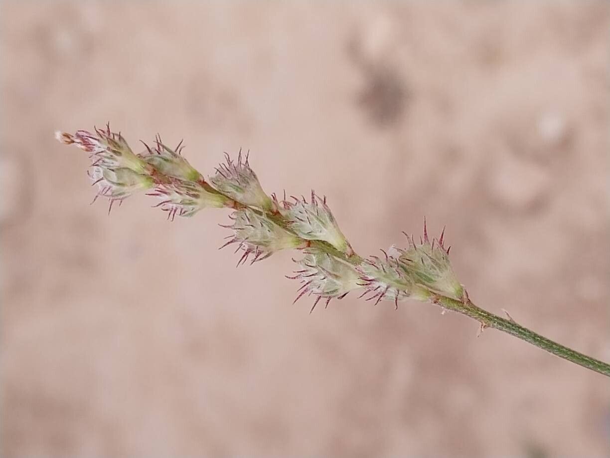 Onobrychis stenorhiza fruit