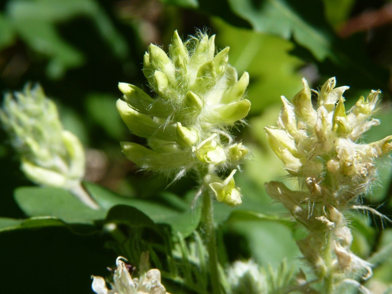 Oxytropis pilosa flower