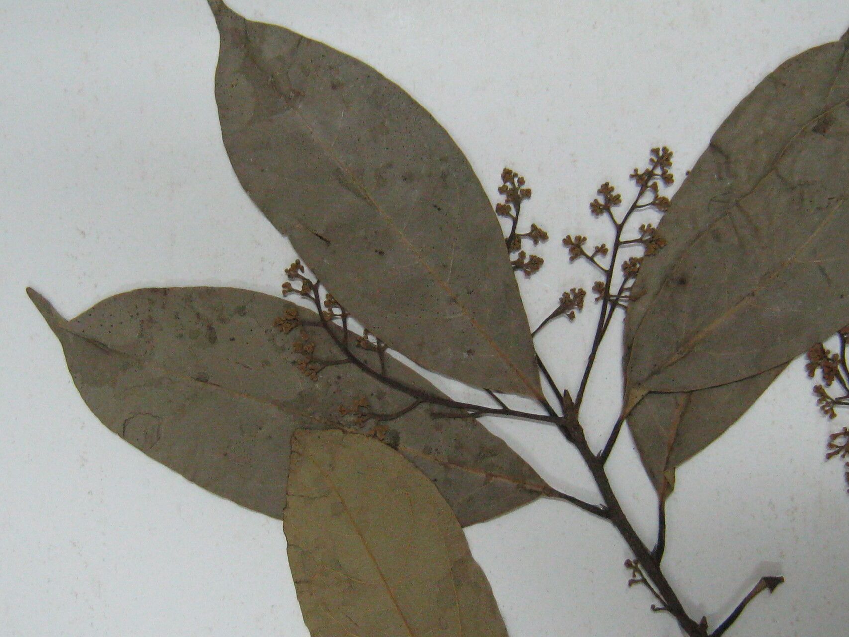 Aniba kappleri — houseplant care guide