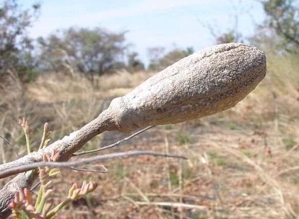 Pseudocedrela kotschyi bark