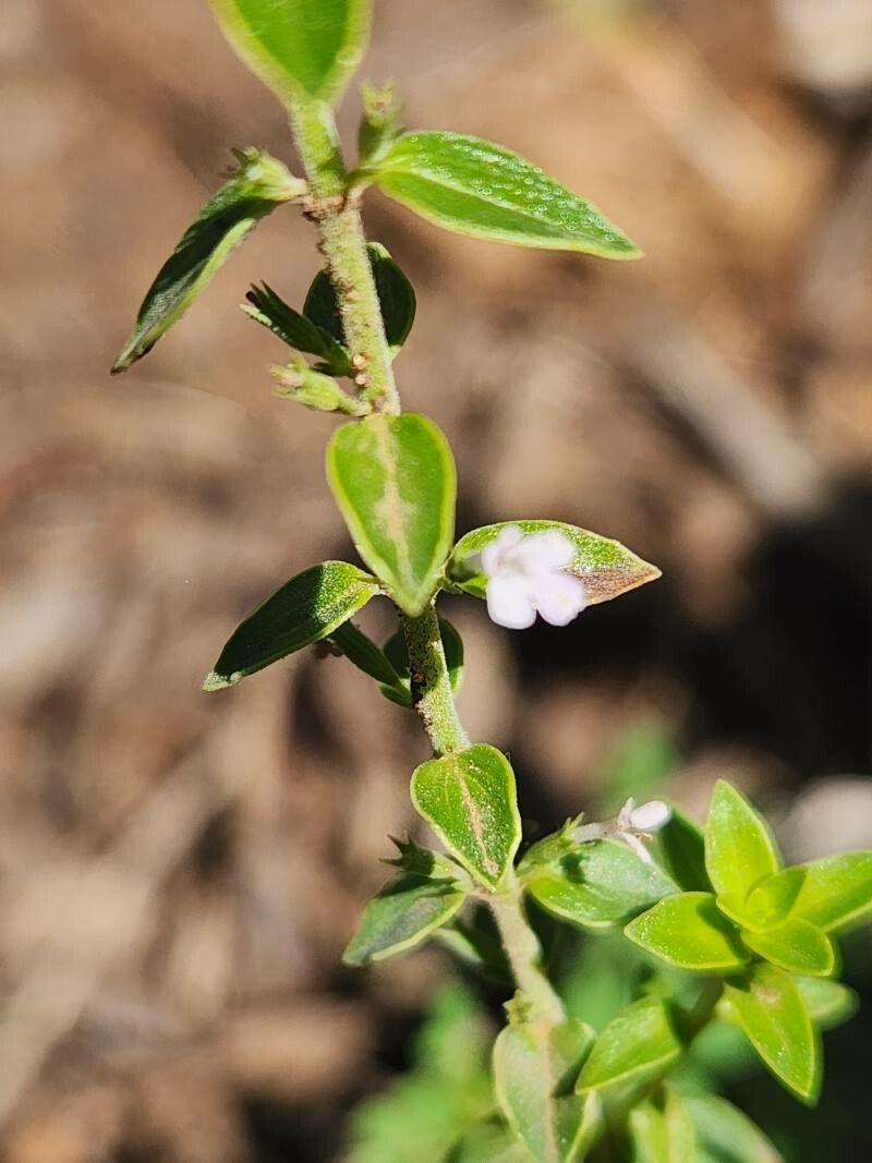 Micromeria imbricata flower
