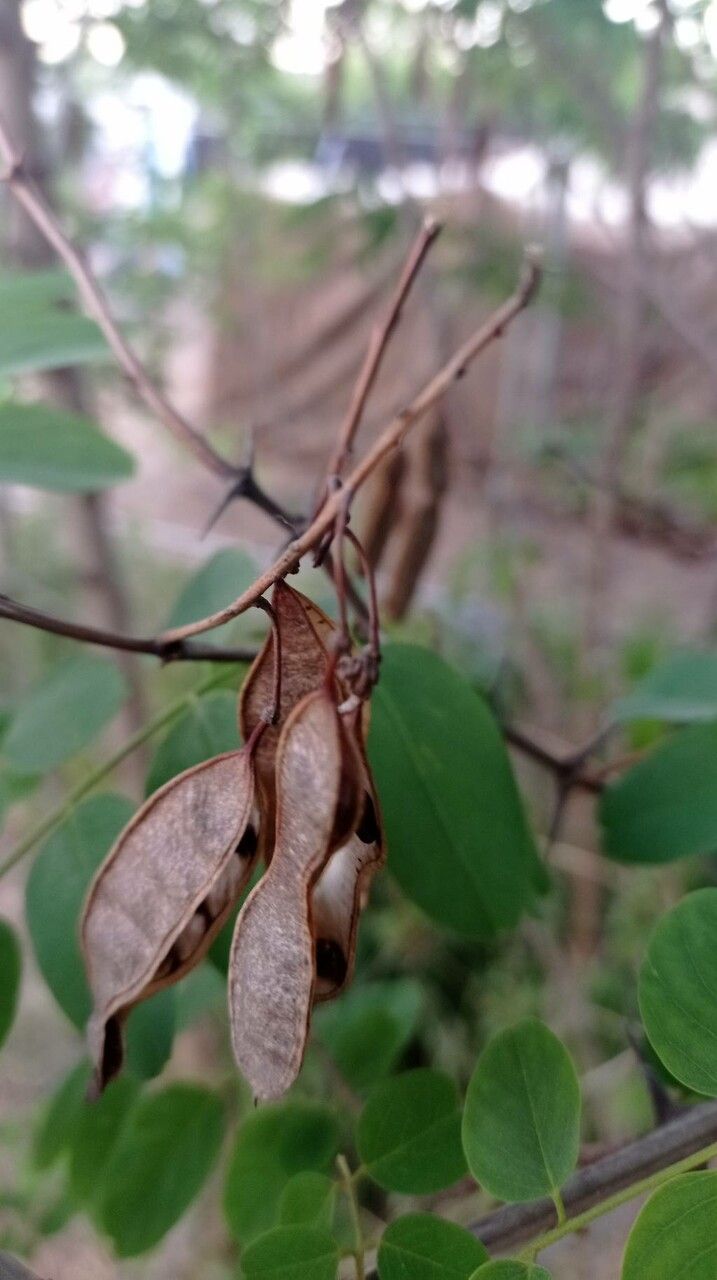 Bauhinia natalensis fruit