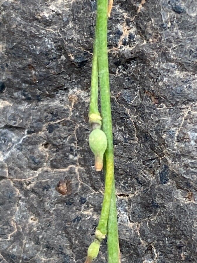 Crambe scoparia fruit