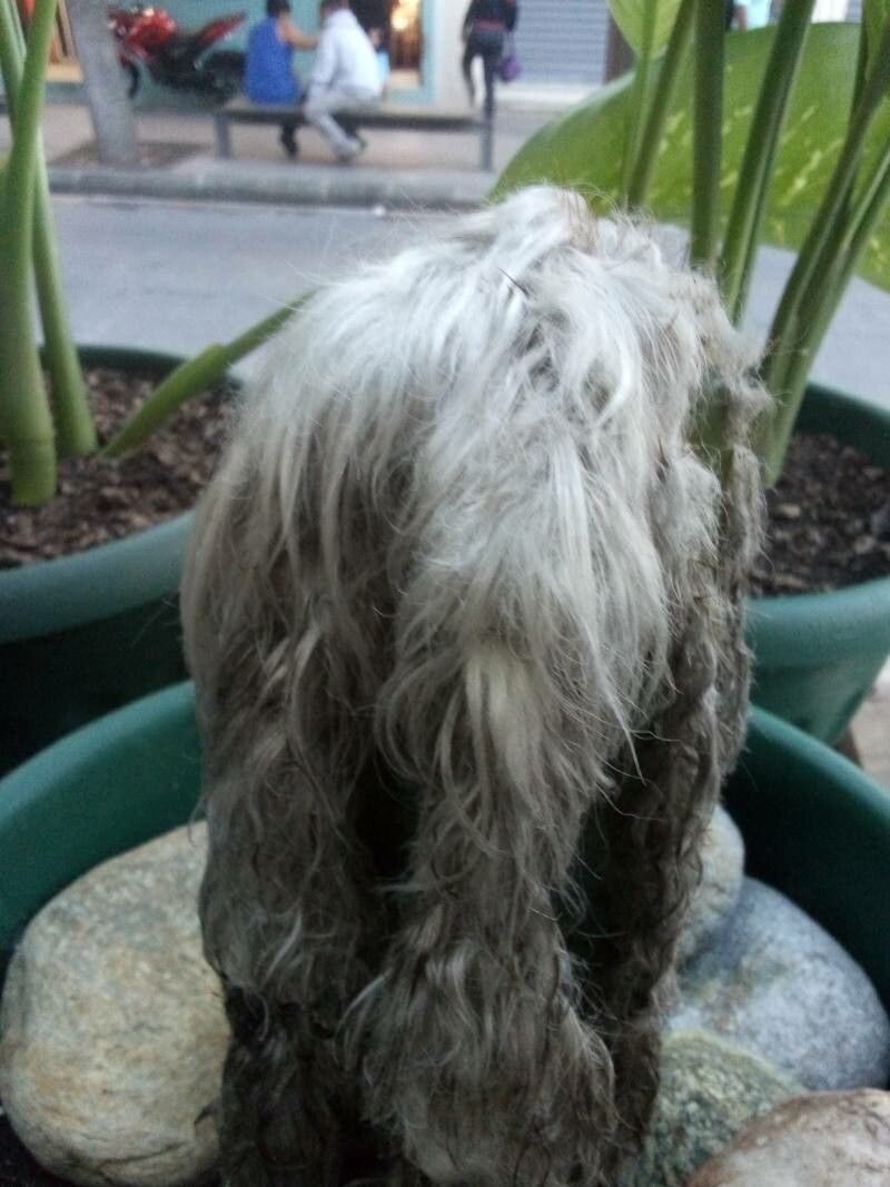 Pilosocereus leucocephalus bark