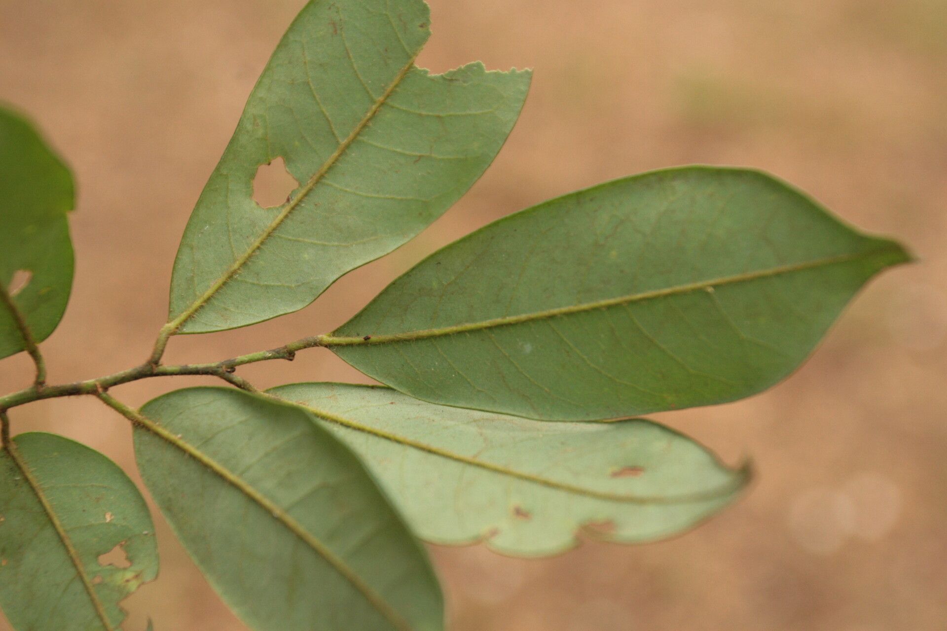 Baphia pubescens — houseplant care guide