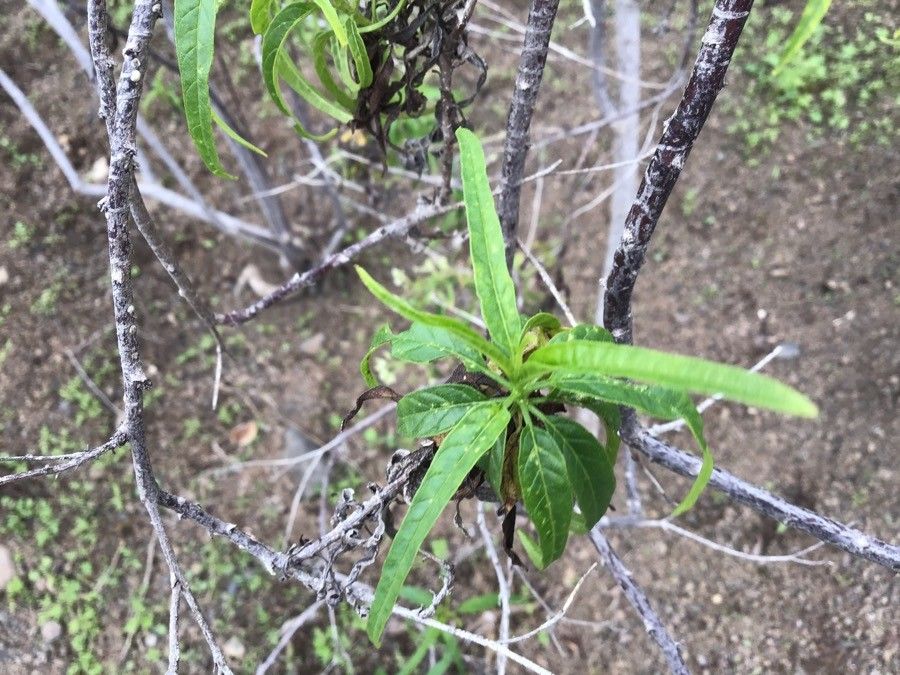 Heliotropium messerschmidioides — search result for 'Heliotropium'