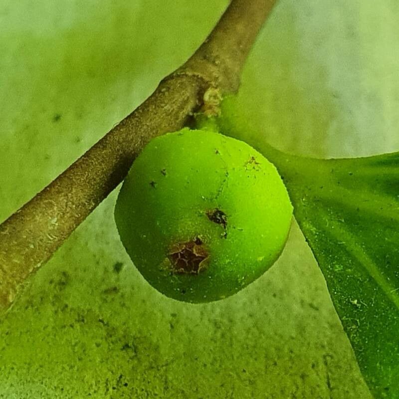 Ficus tinctoria fruit