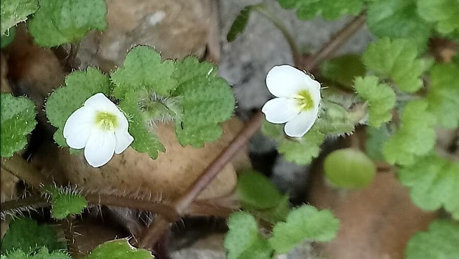 Veronica cymbalaria flower