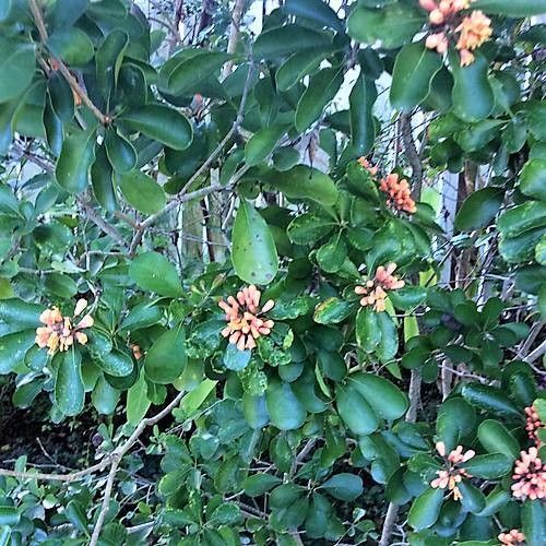 Pittosporum coccineum leaf
