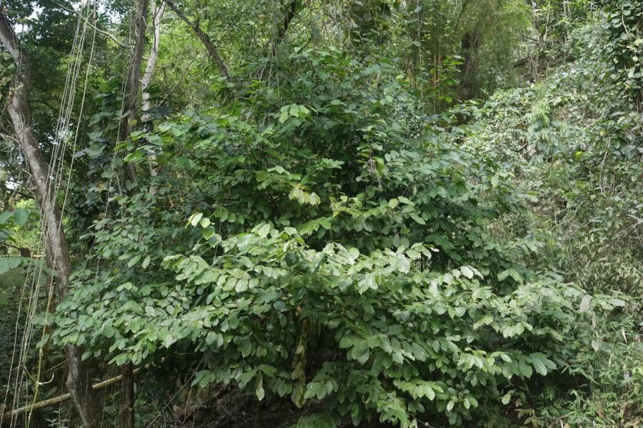 Annona spraguei — search result for 'Annonaceae'