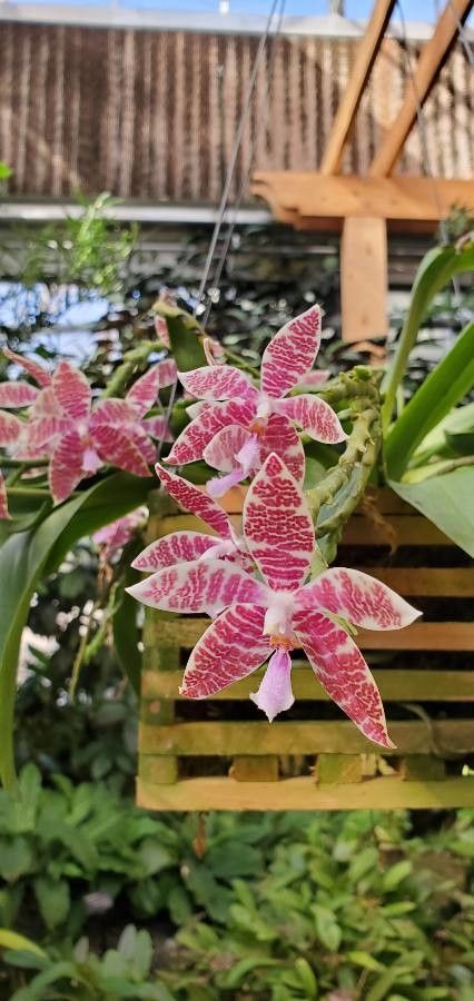 Phalaenopsis lueddemanniana — houseplant care guide