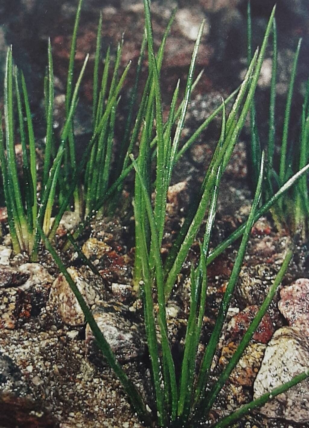 Isoetes echinospora habit