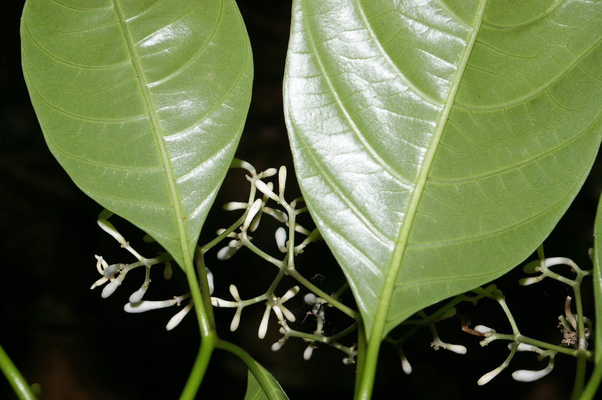 Palicourea eurycarpa leaf